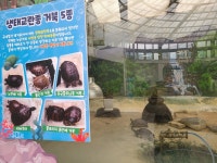 “나도 한때 반려동물…” 생태교란종은 억울하다[이상한 동물원⑤]
