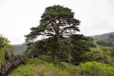 [고규홍의 큰 나무 이야기]지리산 구름 위로 우뚝 솟은 소나무