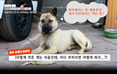 한국에서는 ‘큰 개’가 미국에서는 ‘작은 개’…‘한국 개’를 미국에 데려왔다[플랫]