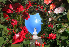 활짝 핀 장미 앞, 그보다 활짝 핀 미소…중랑천은 지금 ‘장밋빛 인생샷’[정동길 옆 사진관]