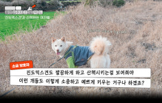 “우리가 보여줘야 ‘진도믹스견’도 소중하게 키우는구나 할 거예요” [플랫]