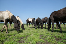 매년 줄어드는 초지면적…지난해 축구장 크기 320여개 줄어