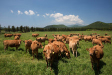 한우 농가 “소 키울수록 손해, 반납하겠다”…12년만에 ‘한우 반납 집회’ 추진
