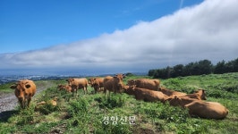 개발과 방목 축산 쇠퇴로 제주 마을공동목장 ‘반토막’