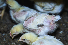 피부염에 해충, 유독 가스에 노출된 삼계탕용 닭들···이래도 드시겠습니까