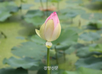 한여름 고고하게 피는 꽃, 연꽃 따라 걸어볼까···시흥 연꽃테마파크