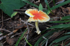 야생버섯 예쁘다고 먹으면 ‘큰 일’…삶아도 독 안 없어집니다