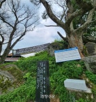 400년 된 당산나무 죽인 범인 잡아달라…경북 예천 마을서 무슨 일이?