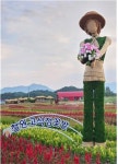 철원 고석정 꽃밭 30일 개장···천일홍, 핑크뮬리 등 24종 100만여 그루