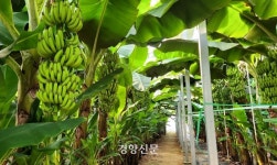 ‘바나나’ 한국 대표 농산물 될까?…신안군 대규모 스마트 농장 조성