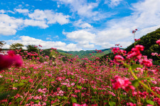 영월 동강 ‘붉은 메밀 꽃밭’ 28일 개장···내달 13일까지 다양한 행사