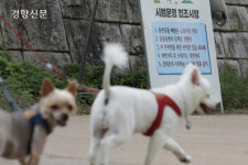 청계천 산책할 강아지 구합니다[정동길 옆 사진관]
