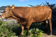 전북축산연구소, 전국 첫 ‘한우 정액’ 직접 생산