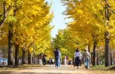 노란색 가을옷 입은 여주 강천섬 [정동길 옆 사진관]