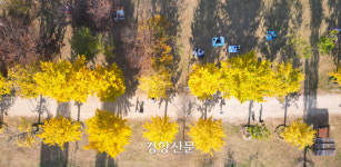 노란색 가을옷 입은 여주 강천섬 [정동길 옆 사진관]