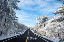 한라산 설경 즐기는 ‘한라눈꽃버스’ 달린다