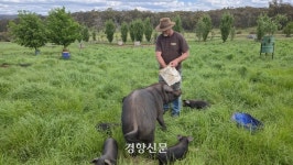 “못난이라도 어때”···친환경 농부는 ‘신뢰’를 먹고 자란다 [오세아니아서 만난 지속 가능한 농업]