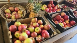 “못난이라도 어때”···친환경 농부는 ‘신뢰’를 먹고 자란다 [오세아니아서 만난 지속 가능한 농업]