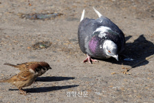 “내년 3월부터 공원 비둘기한테 먹이주지 마세요”…적발 시 과태료 최대 100만원