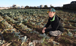 제주우유광령보급소 - 18906 | 시들어버린 제주의 ‘푸른 겨울’···“온몸으로 맞서도 이젠 한계” [남태령을 넘어④]
