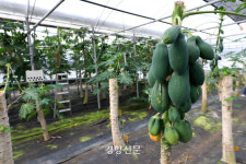 시들어버린 제주의 ‘푸른 겨울’···“온몸으로 맞서도 이젠 한계” [남태령을 넘어④]