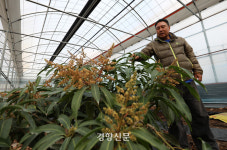 시들어버린 제주의 ‘푸른 겨울’···“온몸으로 맞서도 이젠 한계” [남태령을 넘어④]