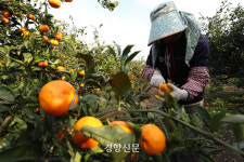 제주우유광령보급소 - 18906 | 시들어버린 제주의 ‘푸른 겨울’···“온몸으로 맞서도 이젠 한계” [남태령을 넘어④]