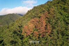 600년 금강소나무숲 지켜온 울진 ‘대왕소나무’ 결국 고사, 기후 스트레스탓