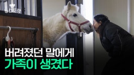 늙고 병든 말들은 어디로 가나요?…폐마 목장에서 구조된 백설이 이야기[뉴스토랑]