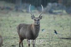 제주 노루, 유해동물 해제 이후에도 급증하지 않는 이유는?