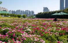 울산 태화강국가정원 봄꽃축제 16일 개최…꽃양귀비 등 6000만 송이 선봬