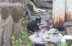 서울의 마지막 달동네 ‘백사마을’ 철거 시작···떠나지 못한 고양이만 남았다