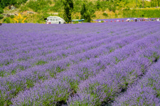두껍아 두껍아, 초록이 그리울 때 널 다시 찾을게···동해 소금길 걷기