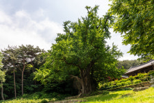 [고규홍의 큰 나무 이야기]살아있는 신화, 태안 흥주사 은행나무