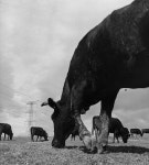 방사능의 땅에 남은 소떼…그들의 낙원 같은 지옥[책과 삶]