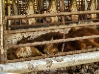 소 63마리 굶겨 죽인 농장주 구속 면했다···범행 동기는 여전히 불명