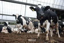 폭염에 우유품질 떨어질수도···젖소 건강을 지켜라