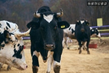 도살 직전 구출된 소들의 쉼터···국내 첫 소 생추어리 ‘달뜨는보금자리’ 내일 정식 개관