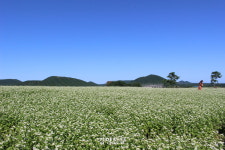 섬 수놓은 하얀 꽃 물결···전국 최대 메밀 산지 제주의 ‘메밀꽃 필 무렵’