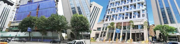 나무가 무슨 죄?…‘일제 잔재 청산’ 내세워 50년 플라타너스 베어낸 마포구