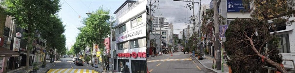 나무가 무슨 죄?…‘일제 잔재 청산’ 내세워 50년 플라타너스 베어낸 마포구