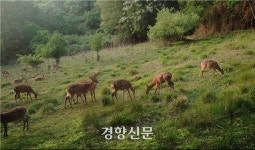 고라니보다 23배 빽빽, 꽃사슴이 점령한 영광 안마도···올해부터 포획 시작