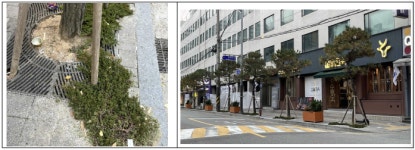 [단독]마포구는 왜 소나무 가로수에 집착했을까…서울시, 감사 결정