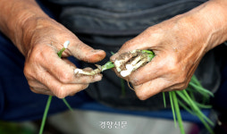 삼육지물건재 | ‘새벽 배송’ 시대에 닷새 기다려 물건 사기···오일장은 건재하다 [정동길 옆 사진관]