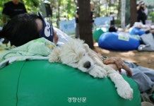 “숲속에서 개꿀잠 잤어요”···댕댕이와 함께 자는 대회 열렸다