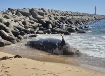 백사장에 떠밀려 와…속초 청호동 방파제서 5.6m 고래 사체 발견