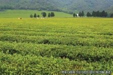 [여행]‘녹색의 바다’그리고  ‘우리의 소리’