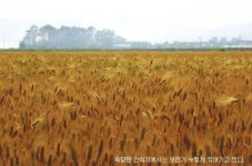 [여행]‘녹색의 바다’그리고  ‘우리의 소리’