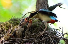[생태줌인]‘우아한 여름철새’ 팔색조의 새끼 사랑