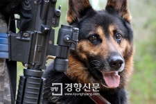 [한국군 코멘터리]폭탄 탐지·헬기 레펠 훈련 받는 ‘진짜 견공’들